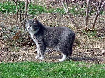 猫咪的品种有哪些，猫咪品种都有哪些（27种猫咪品种大全）