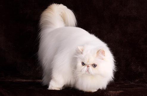 猫咪的品种有哪些，猫咪品种都有哪些（27种猫咪品种大全）