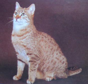 猫咪的品种有哪些，猫咪品种都有哪些（27种猫咪品种大全）