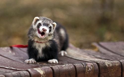 雪貂初学者怎么养，可爱的雪貂居然难养至极