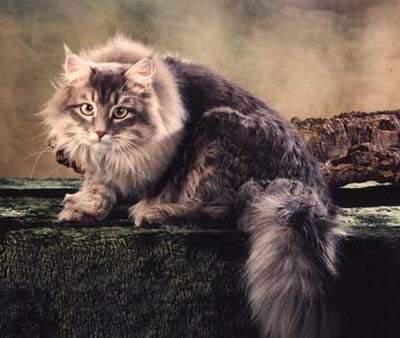 猫咪的品种有哪些，猫咪品种都有哪些（27种猫咪品种大全）