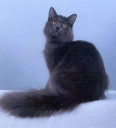 猫咪的品种有哪些，猫咪品种都有哪些（27种猫咪品种大全）