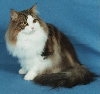 猫咪的品种有哪些，猫咪品种都有哪些（27种猫咪品种大全）