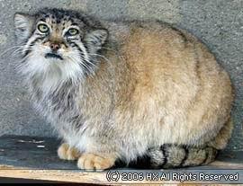 猫咪的品种有哪些，猫咪品种都有哪些（27种猫咪品种大全）