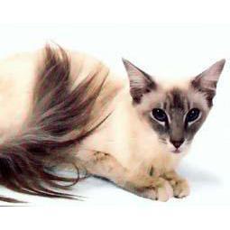 猫咪的品种有哪些，猫咪品种都有哪些（27种猫咪品种大全）