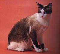 猫咪的品种有哪些，猫咪品种都有哪些（27种猫咪品种大全）