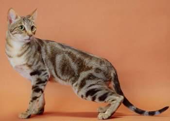 猫咪的品种有哪些，猫咪品种都有哪些（27种猫咪品种大全）