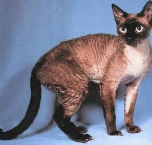 猫咪的品种有哪些，猫咪品种都有哪些（27种猫咪品种大全）