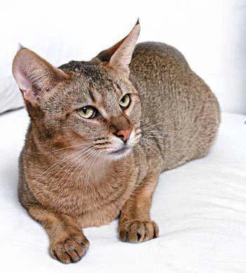 猫咪的品种有哪些，猫咪品种都有哪些（27种猫咪品种大全）