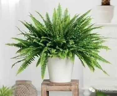 比较高的蕨类植物，来自蕨类植物的远古魅力