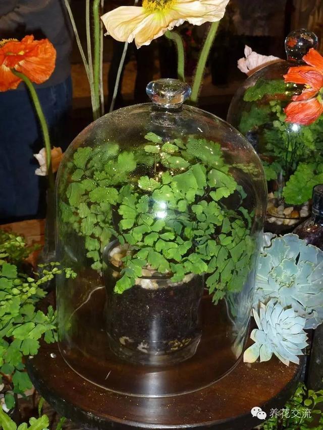 比较高的蕨类植物，来自蕨类植物的远古魅力