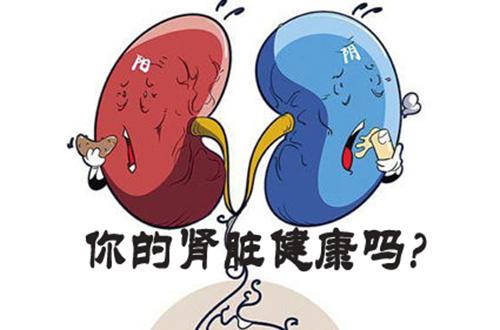保养肾脏的三个方法，教你轻松养出好肾脏