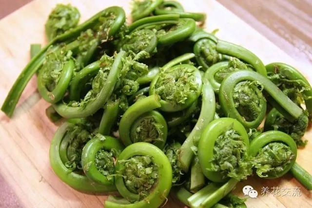 比较高的蕨类植物，来自蕨类植物的远古魅力