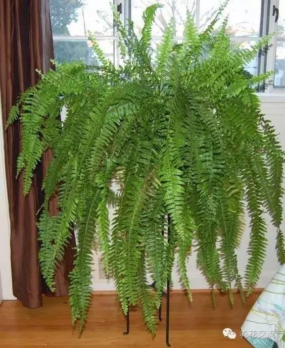 比较高的蕨类植物，来自蕨类植物的远古魅力