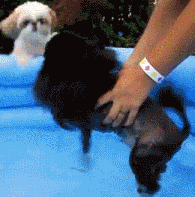 狗狗游泳的正确打开方式，关于夏日狗狗游泳的二三事