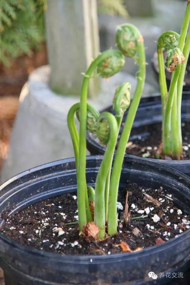 比较高的蕨类植物，来自蕨类植物的远古魅力