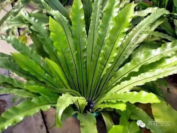 比较高的蕨类植物，来自蕨类植物的远古魅力