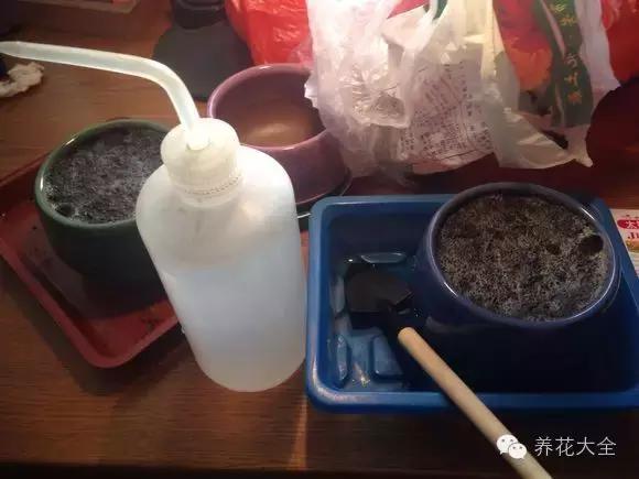 淘米水浇花的正确方法，淘米水怎样浇花才正确（养花才能盆盆长得旺）