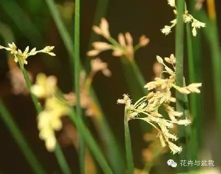 常见的室内水生植物大盘点，经验分享丨十种常见很好养的水培植物