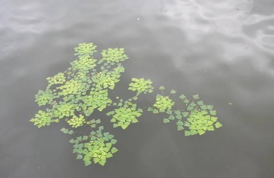 常见的室内水生植物大盘点，经验分享丨十种常见很好养的水培植物