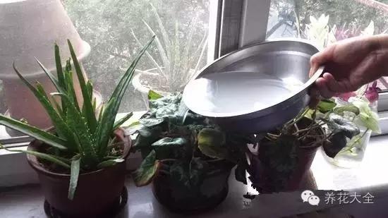 淘米水浇花的正确方法，淘米水怎样浇花才正确（养花才能盆盆长得旺）
