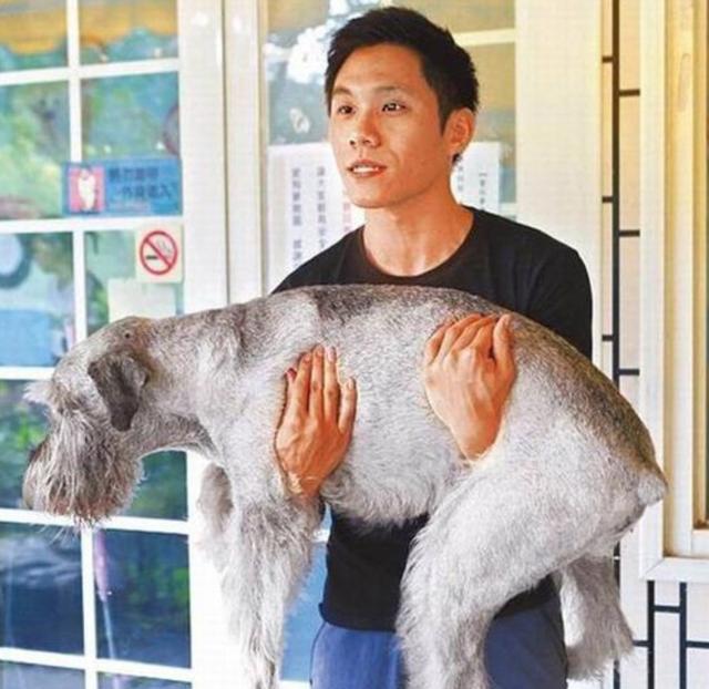 狗狗游泳的正确打开方式，关于夏日狗狗游泳的二三事