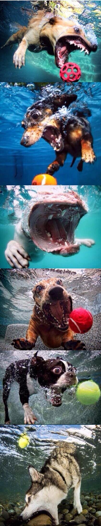 狗狗游泳的正确打开方式，关于夏日狗狗游泳的二三事