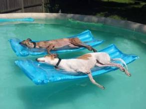 狗狗游泳的正确打开方式，关于夏日狗狗游泳的二三事