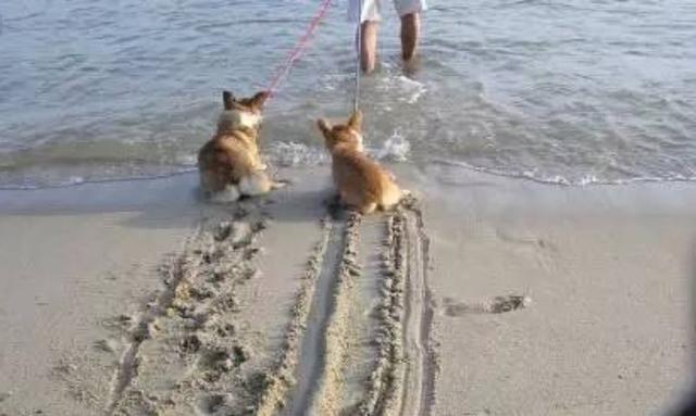 狗狗游泳的正确打开方式，关于夏日狗狗游泳的二三事