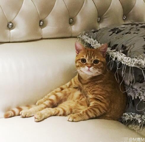 择天记古力娜扎鹿晗花絮，择天记首次媒体探班