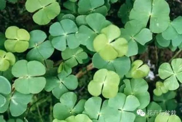 常见的室内水生植物大盘点，经验分享丨十种常见很好养的水培植物