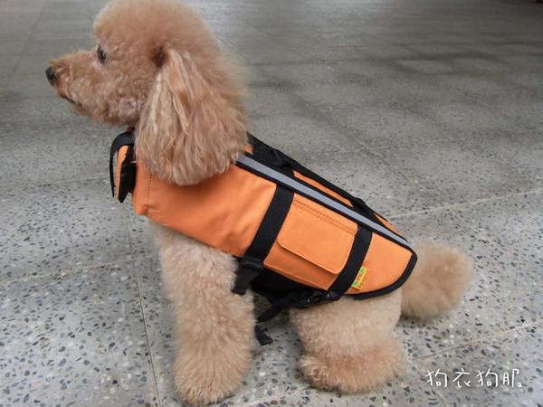 狗狗游泳的正确打开方式，关于夏日狗狗游泳的二三事