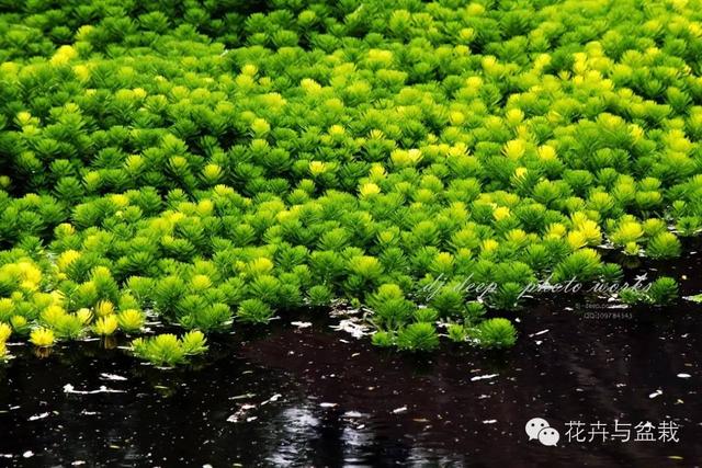 常见的室内水生植物大盘点，经验分享丨十种常见很好养的水培植物