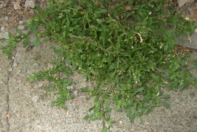 农村一种救命草食用价值很高，人称“感冒草”