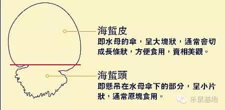 海蜇丝怎么做好吃，海蜇丝的正确食用方法来啦（海蜇这样做冷吃热吃都不错）
