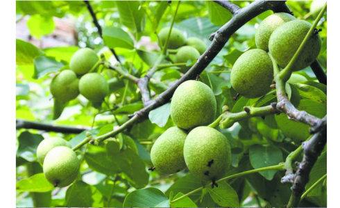 核桃青皮功效与作用，不成想青皮核桃更好