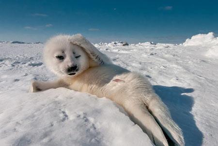 赵丽颖会唱歌吗，赵丽颖2006年唱歌（赵丽颖献唱春晚）