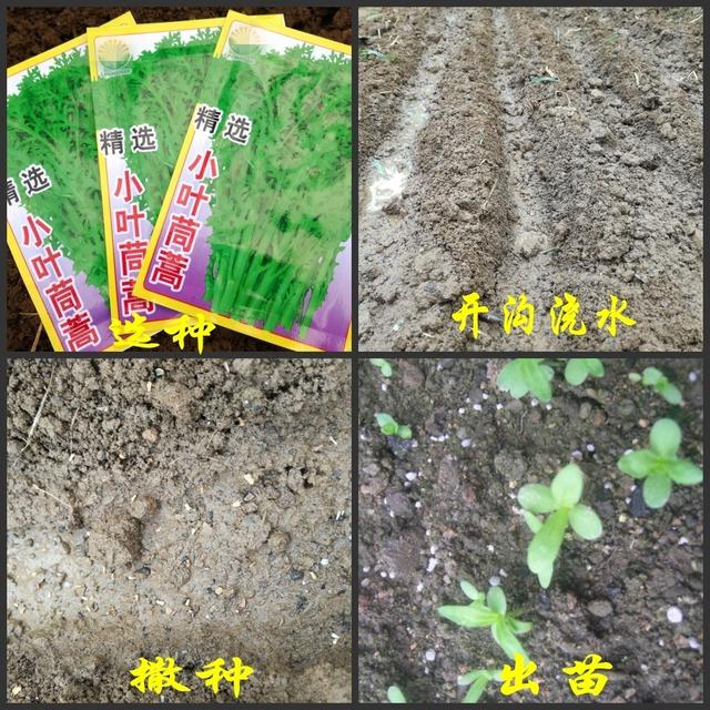 大叶茼蒿的种植方法简单介绍，要达到高产还能采摘多茬的话