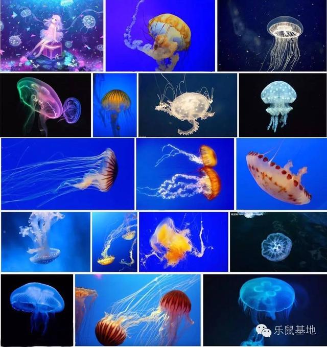 海蜇丝怎么做好吃，海蜇丝的正确食用方法来啦（海蜇这样做冷吃热吃都不错）