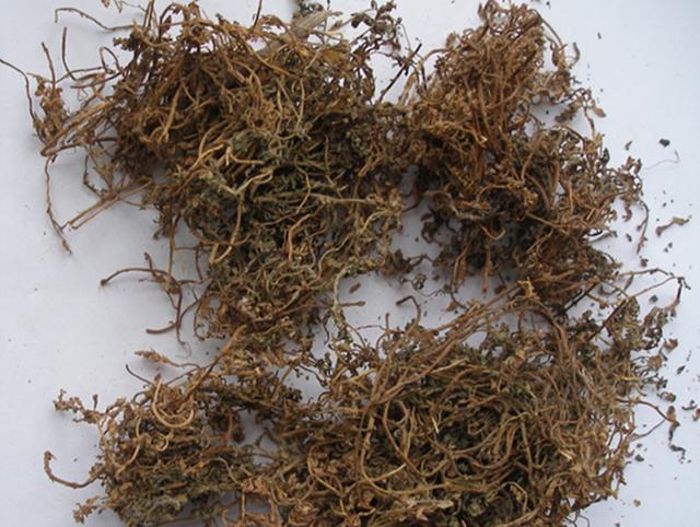 农村一种救命草食用价值很高，人称“感冒草”