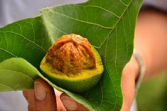 核桃青皮功效与作用，不成想青皮核桃更好