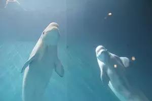 合肥海洋公园游览路线，芜湖海洋公园正式开园