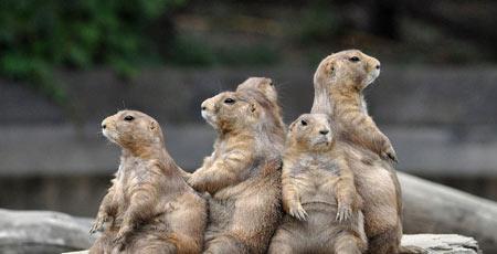 赵丽颖会唱歌吗，赵丽颖2006年唱歌（赵丽颖献唱春晚）