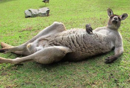 赵丽颖会唱歌吗，赵丽颖2006年唱歌（赵丽颖献唱春晚）