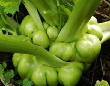 榨菜的腌制方法，重庆涪陵榨菜的腌制方法（那些咸菜就粥的记忆又回来了）