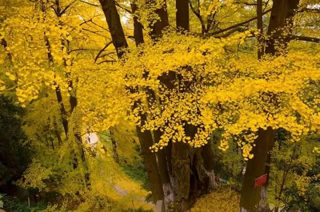 大邑免费好玩的地方有哪些景点，免费露营、带娃去田园过上向往的生活