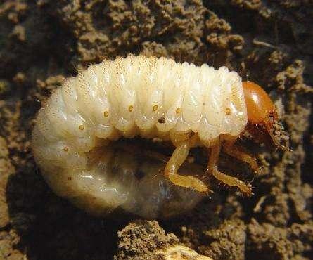 汉匈之战移出历史课本，陕西历史教授提出《出师表》宣扬愚忠