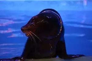 合肥海洋公园游览路线，芜湖海洋公园正式开园