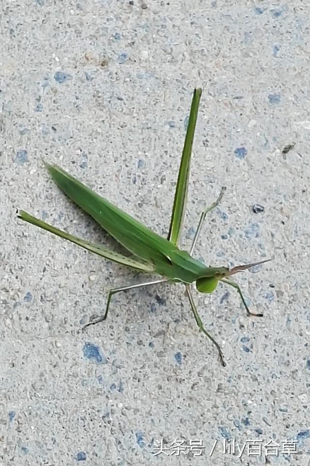 螳螂和蚂蚱的区别，10种常见的蚂蚱