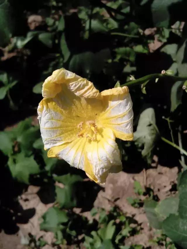 土豆花图片大全，一个非常好的蔬菜花（有一种别样的花海，是土豆花开）